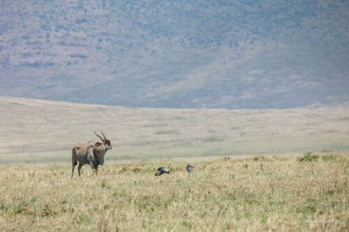 Tanzania_Luxe_Nov24_L-234