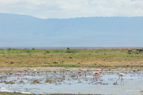 Tanzania_Luxe_Nov24_L-237