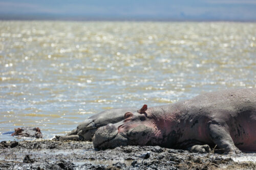 Tanzania_Luxe_Nov24_L-250