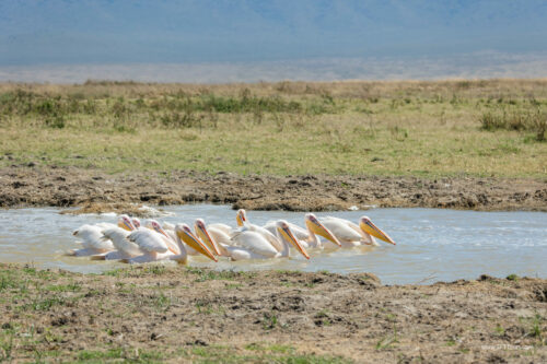 Tanzania_Luxe_Nov24_L-255