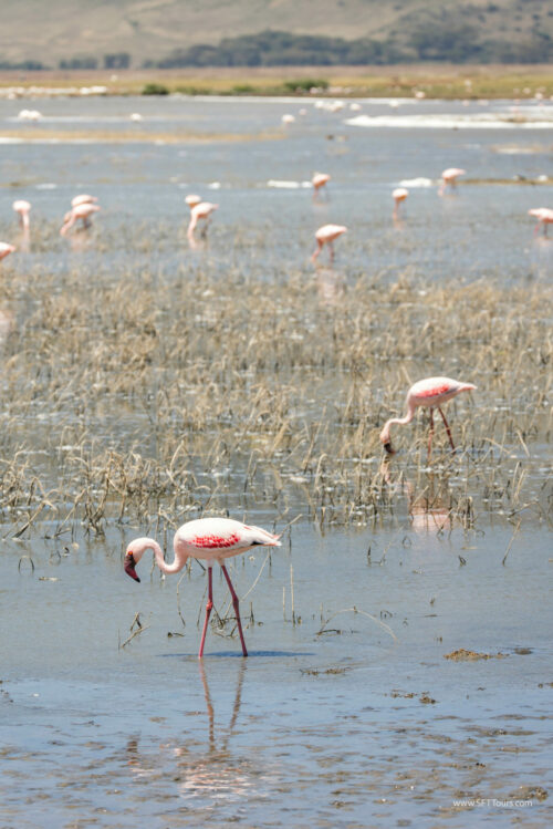 Tanzania_Luxe_Nov24_L-263