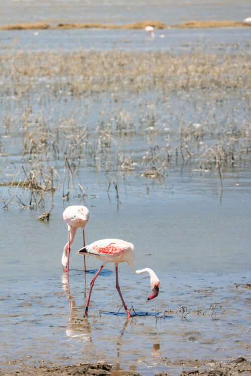 Tanzania_Luxe_Nov24_L-264