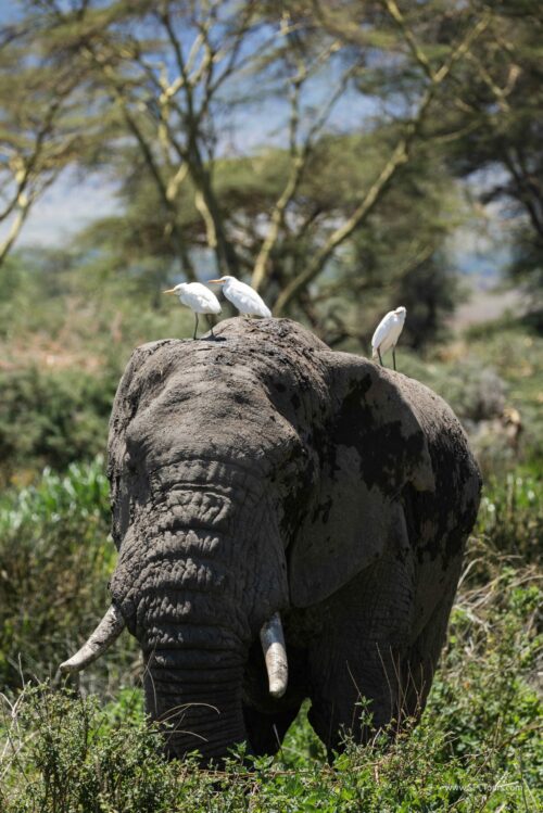 Tanzania_Luxe_Nov24_L-271