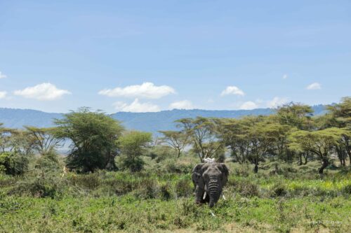 Tanzania_Luxe_Nov24_L-272