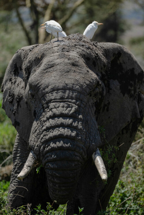 Tanzania_Luxe_Nov24_L-276