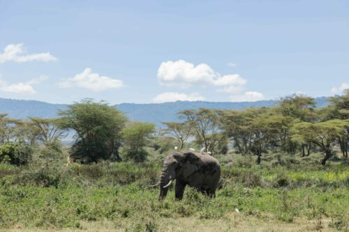 Tanzania_Luxe_Nov24_L-277