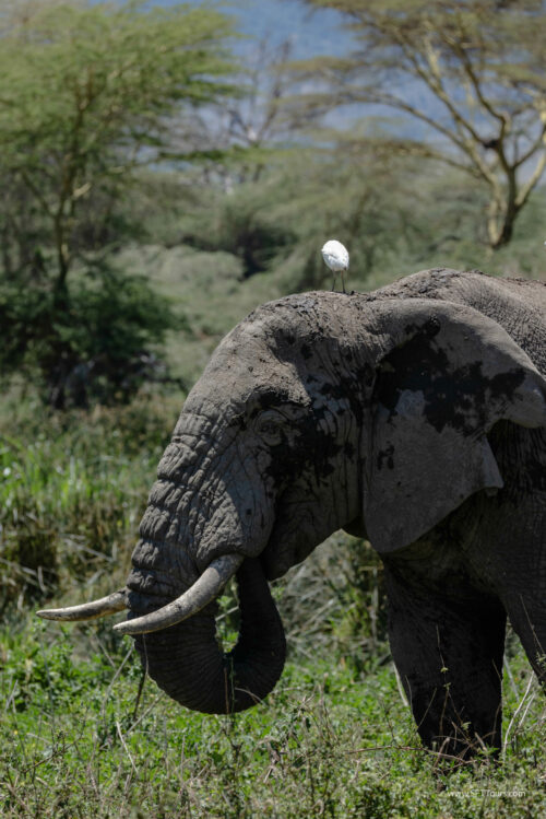 Tanzania_Luxe_Nov24_L-279