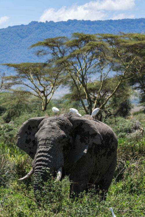 Tanzania_Luxe_Nov24_L-281