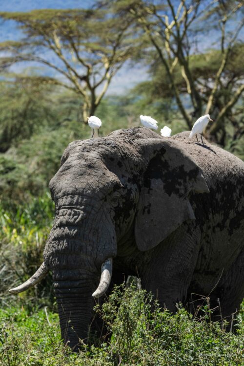 Tanzania_Luxe_Nov24_L-282