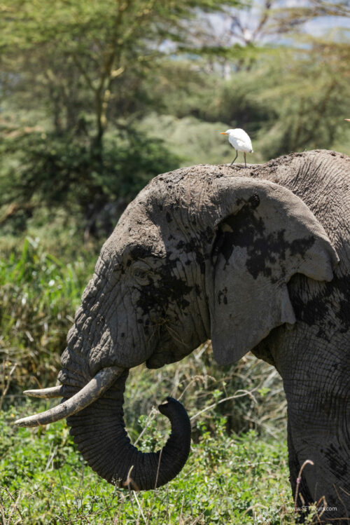 Tanzania_Luxe_Nov24_L-286