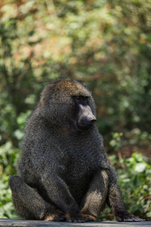 Tanzania_Luxe_Nov24_L-288