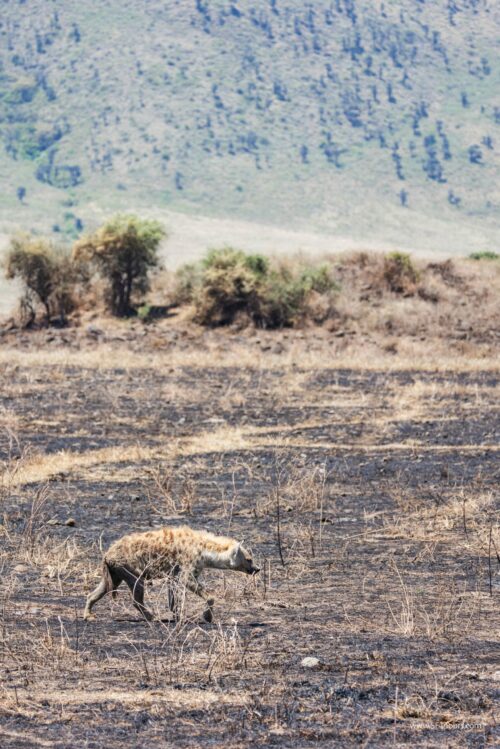 Tanzania_Luxe_Nov24_L-292