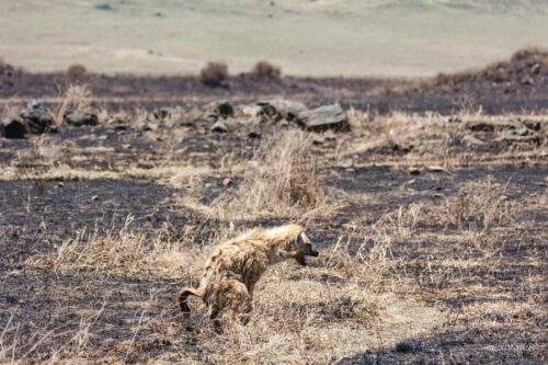 Tanzania_Luxe_Nov24_L-293