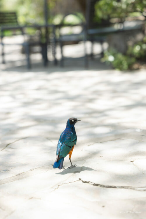 Tanzania_Luxe_Nov24_L-308