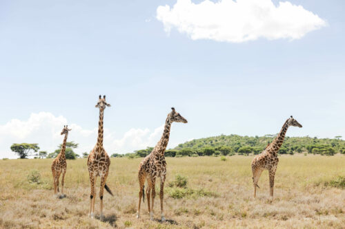 Tanzania_Luxe_Nov24_L-310