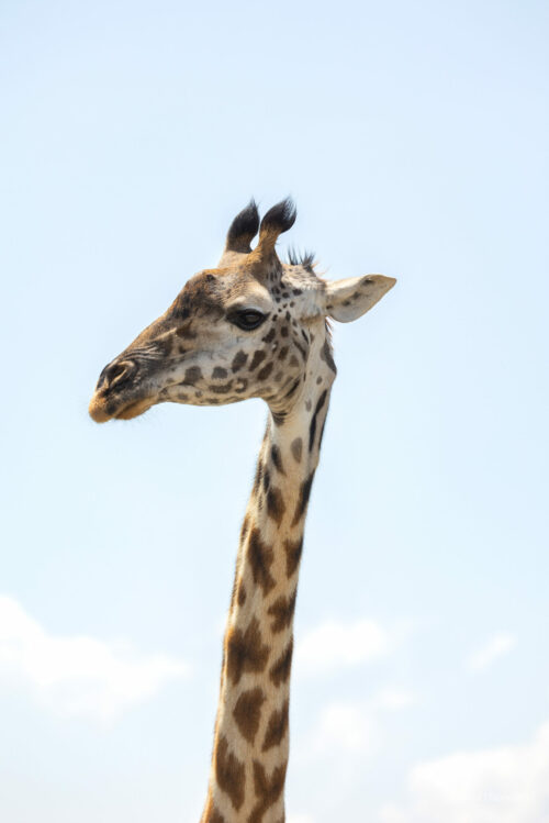 Tanzania_Luxe_Nov24_L-313