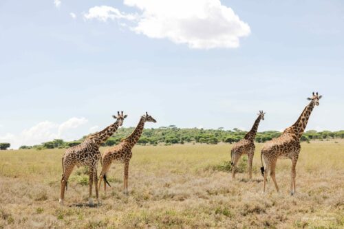 Tanzania_Luxe_Nov24_L-317