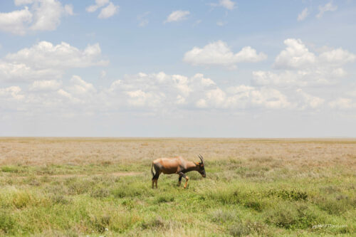 Tanzania_Luxe_Nov24_L-319