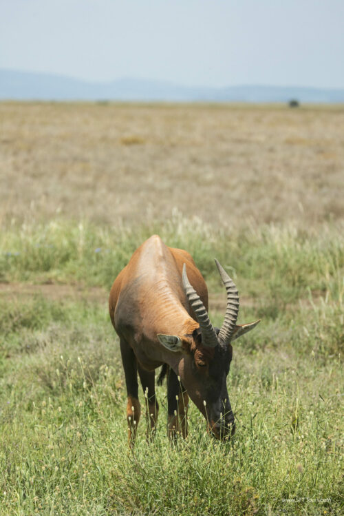 Tanzania_Luxe_Nov24_L-320