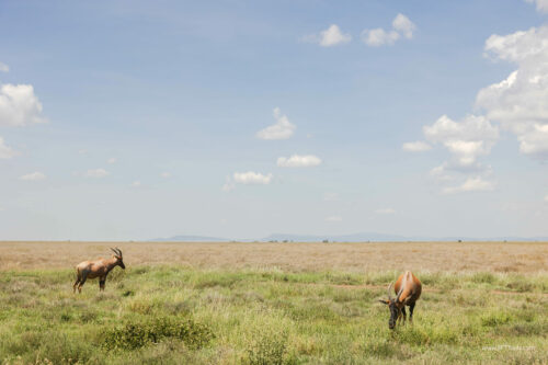 Tanzania_Luxe_Nov24_L-322
