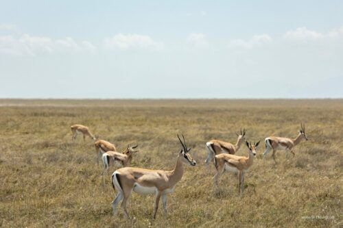 Tanzania_Luxe_Nov24_L-324