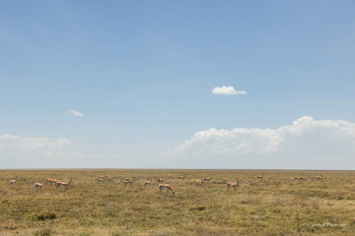 Tanzania_Luxe_Nov24_L-325