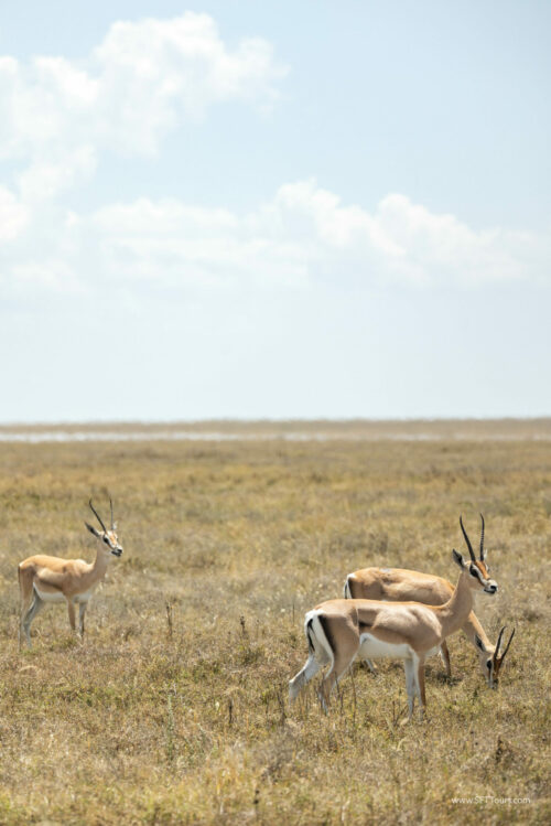 Tanzania_Luxe_Nov24_L-327