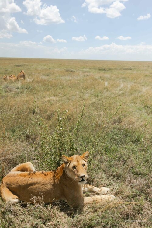 Tanzania_Luxe_Nov24_L-336