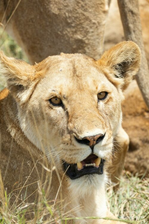 Tanzania_Luxe_Nov24_L-341