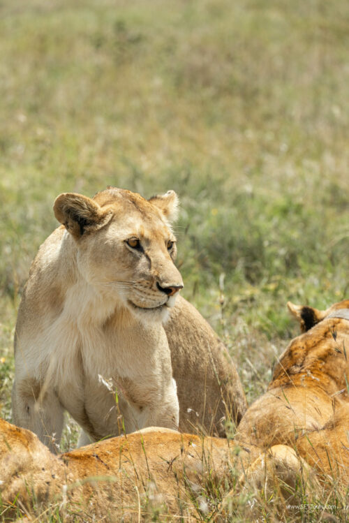 Tanzania_Luxe_Nov24_L-345