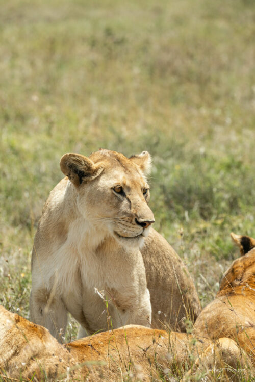 Tanzania_Luxe_Nov24_L-346