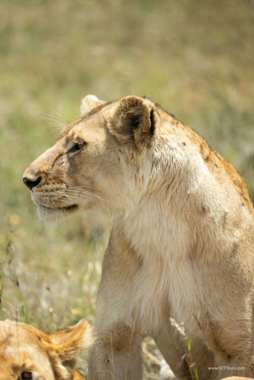 Tanzania_Luxe_Nov24_L-347