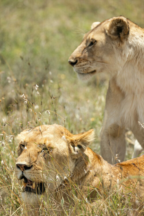 Tanzania_Luxe_Nov24_L-348