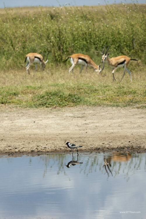 Tanzania_Luxe_Nov24_L-352