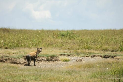 Tanzania_Luxe_Nov24_L-357