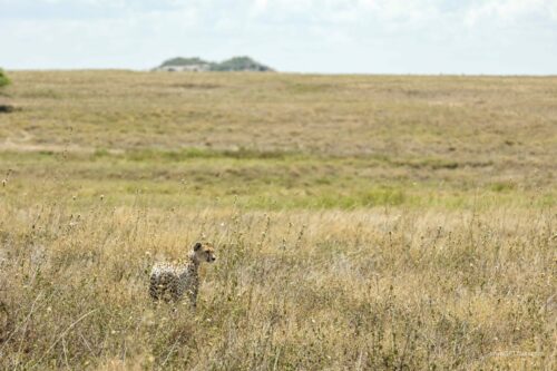 Tanzania_Luxe_Nov24_L-358