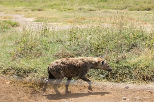 Tanzania_Luxe_Nov24_L-363