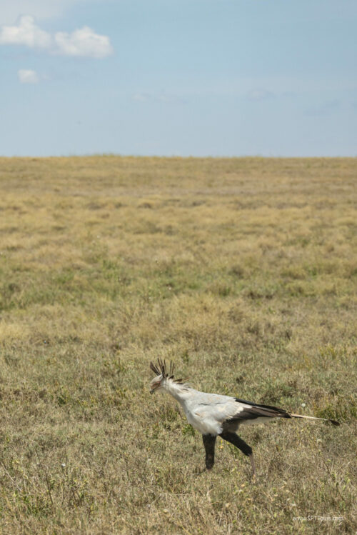 Tanzania_Luxe_Nov24_L-365
