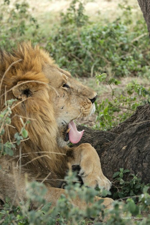 Tanzania_Luxe_Nov24_L-367