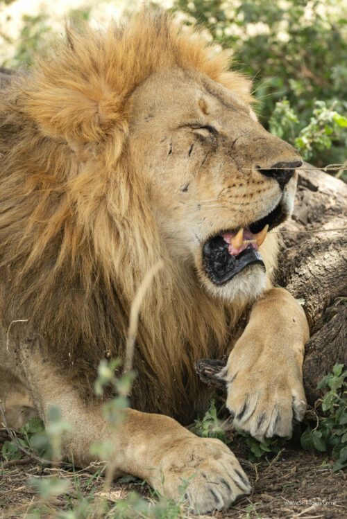 Tanzania_Luxe_Nov24_L-369