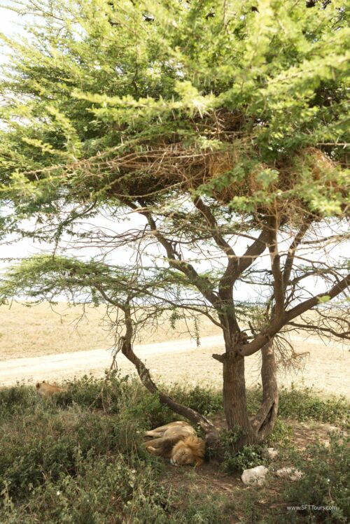 Tanzania_Luxe_Nov24_L-374