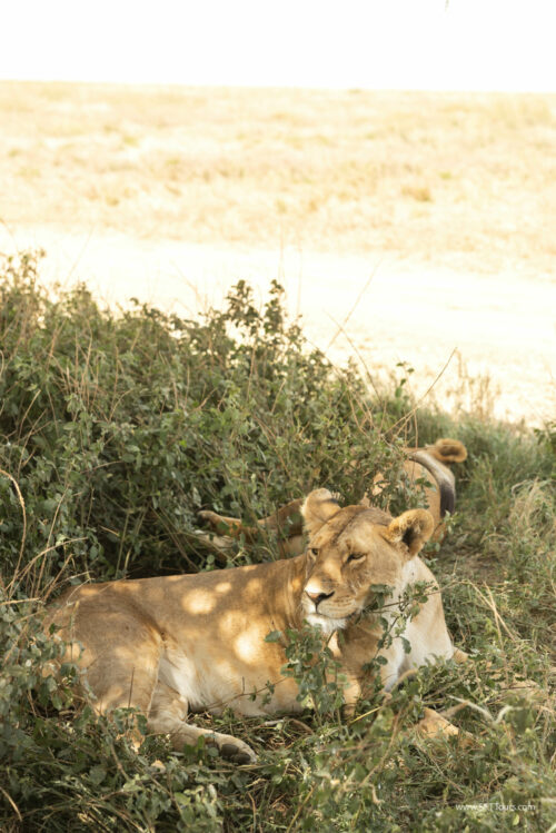 Tanzania_Luxe_Nov24_L-381