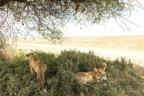 Tanzania_Luxe_Nov24_L-382