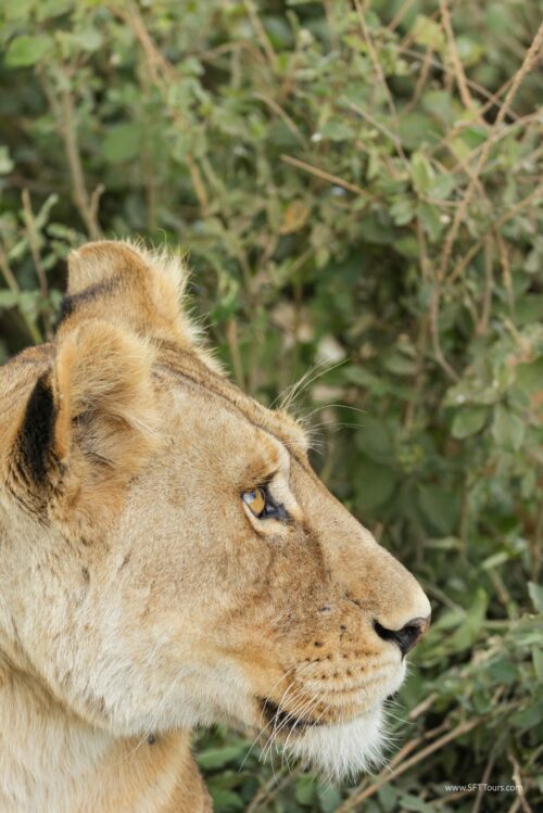 Tanzania_Luxe_Nov24_L-389