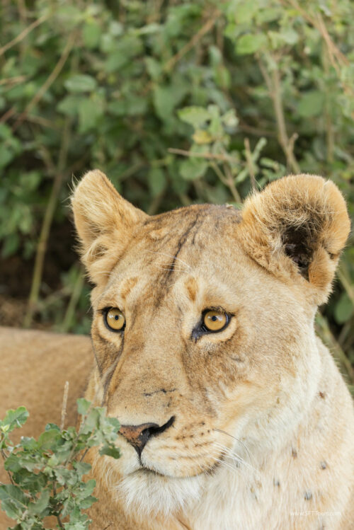 Tanzania_Luxe_Nov24_L-391