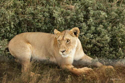 Tanzania_Luxe_Nov24_L-394