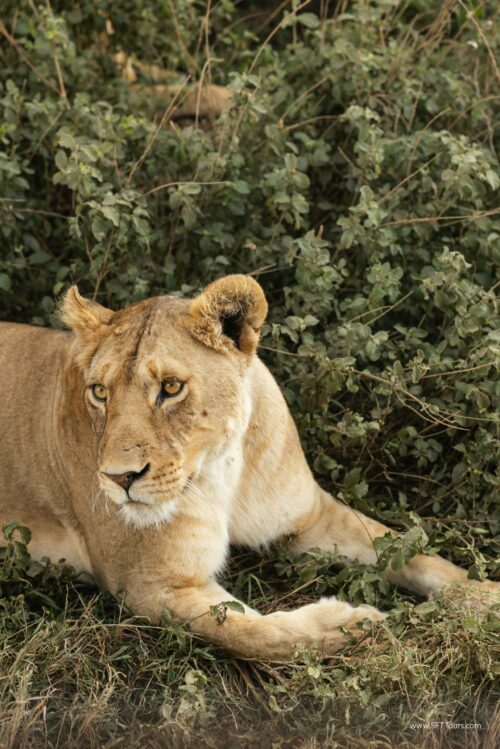 Tanzania_Luxe_Nov24_L-395