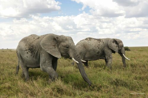 Tanzania_Luxe_Nov24_L-399