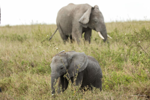 Tanzania_Luxe_Nov24_L-403