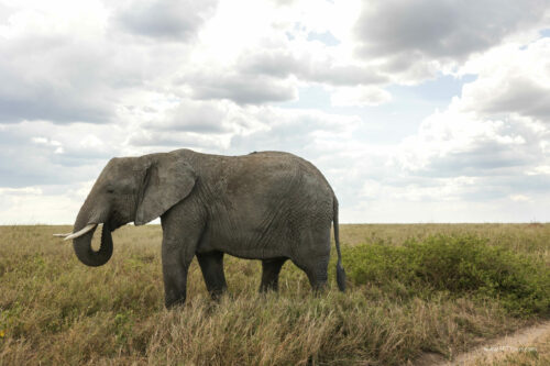 Tanzania_Luxe_Nov24_L-404